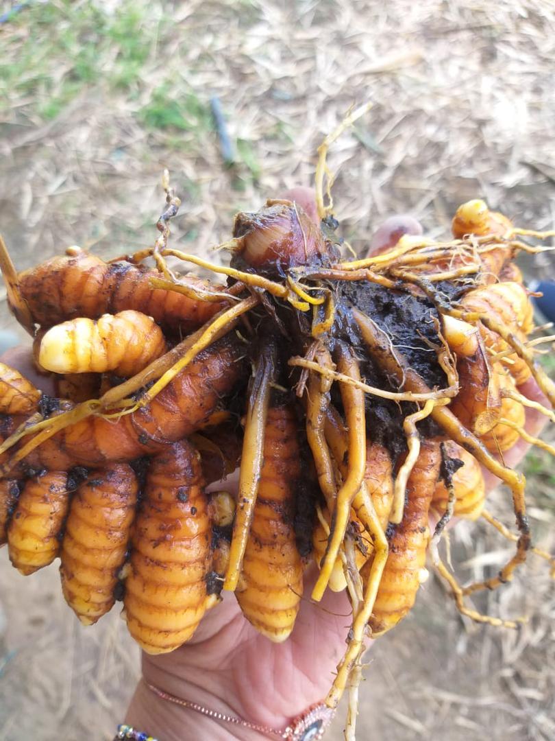 Curcuma — foto 3 de 3