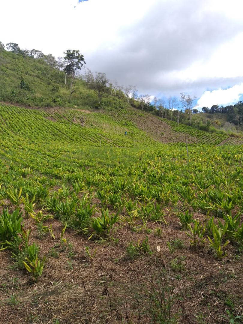 Curcuma