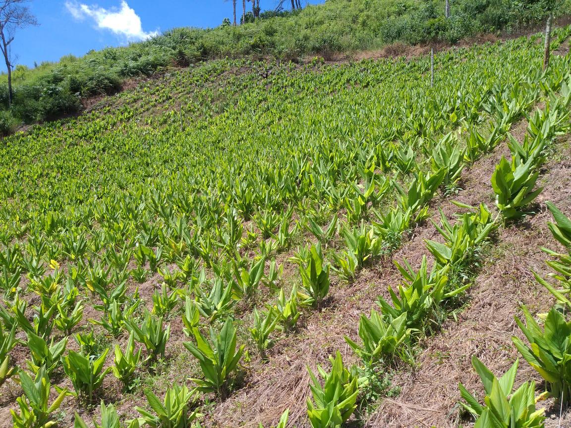 Curcuma