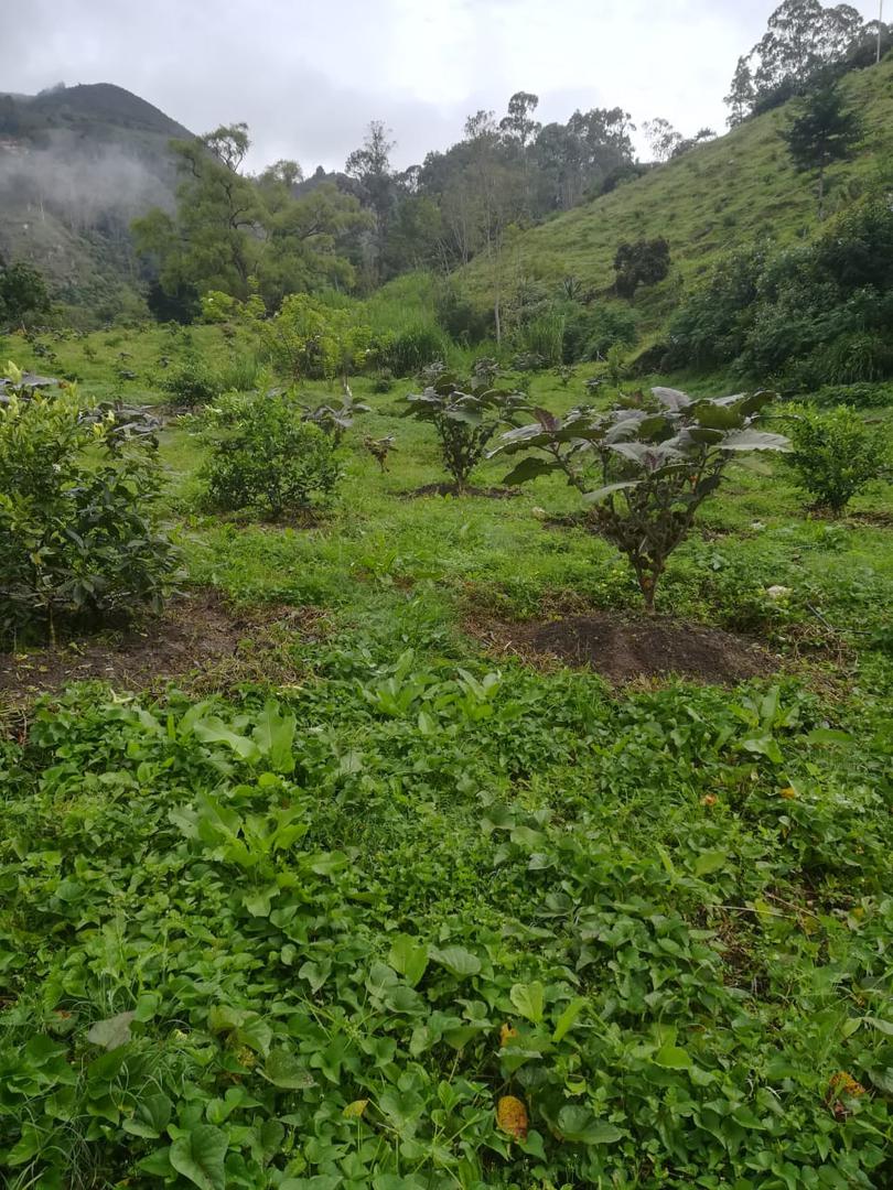 Limon Tahiti