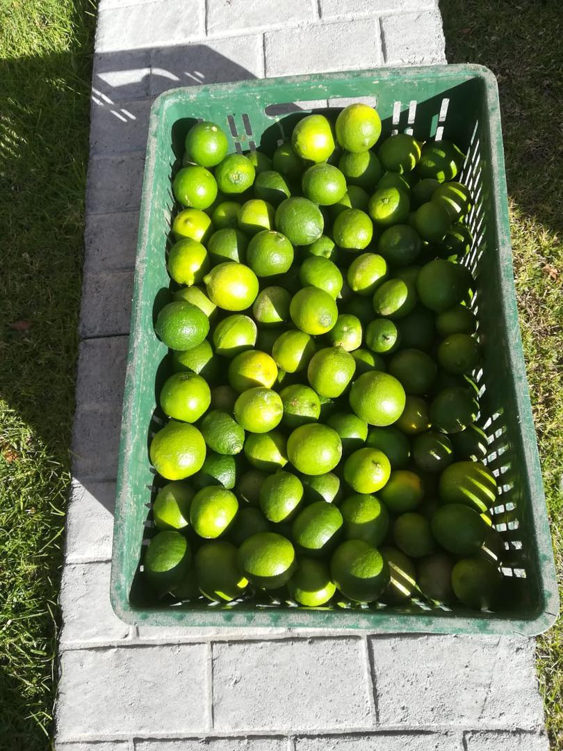 Limon Tahiti
