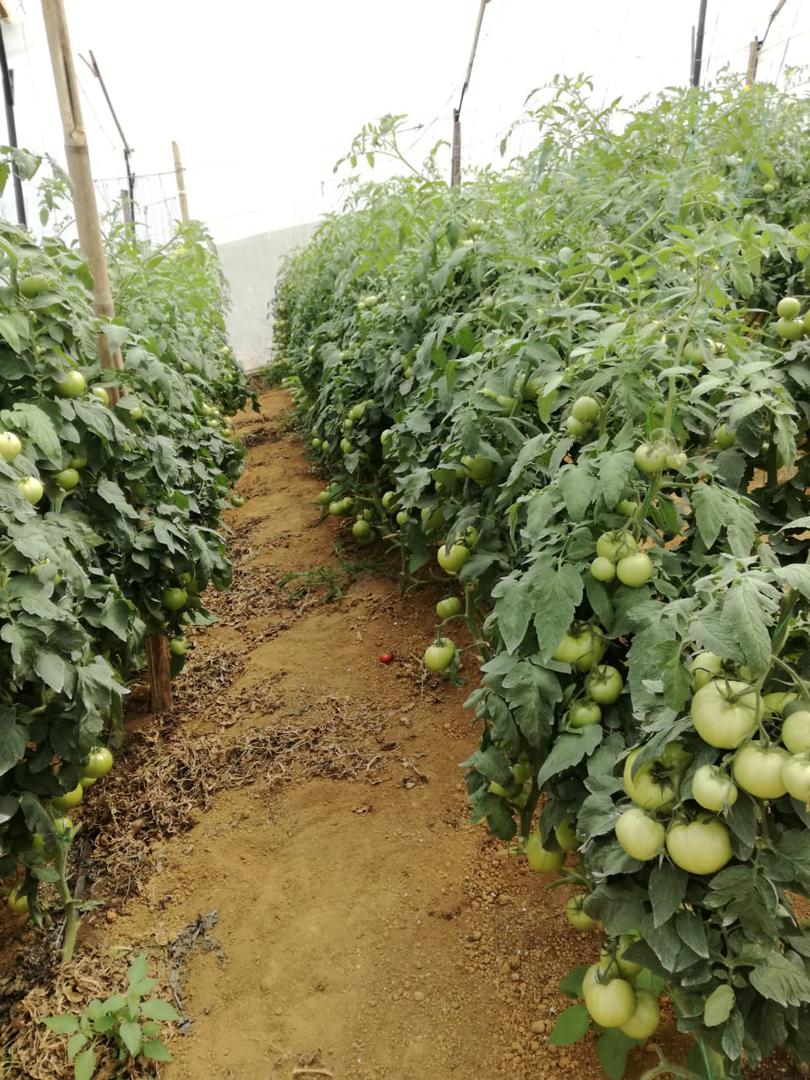 Tomate Roble