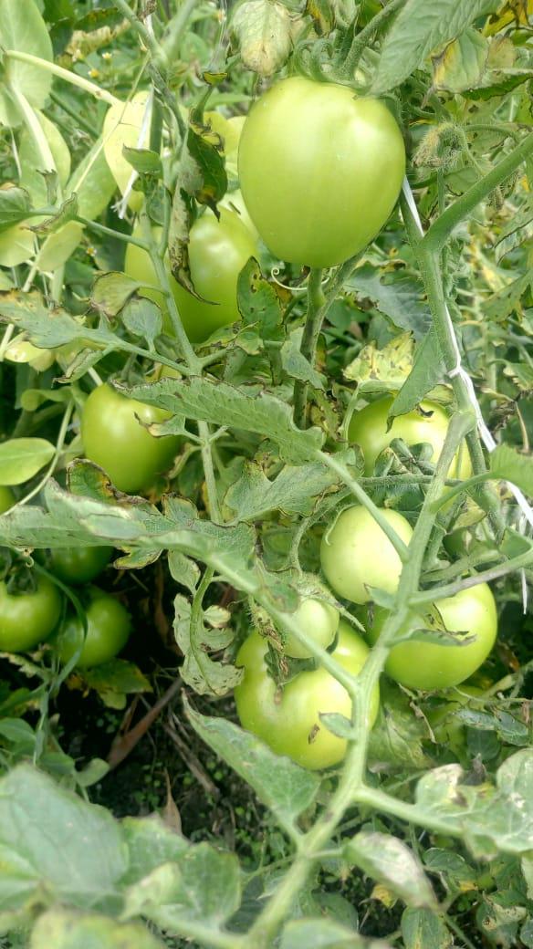Tomate Drd