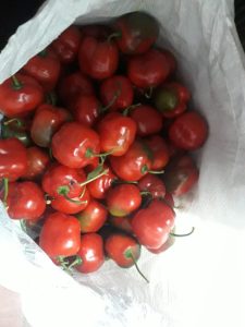 Aji Dulce