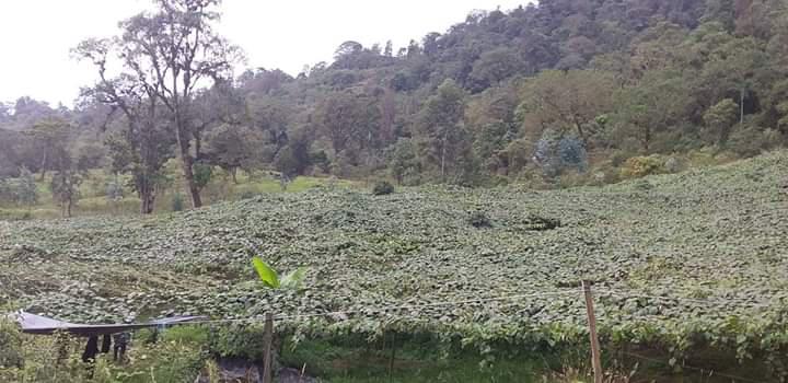 Granadilla