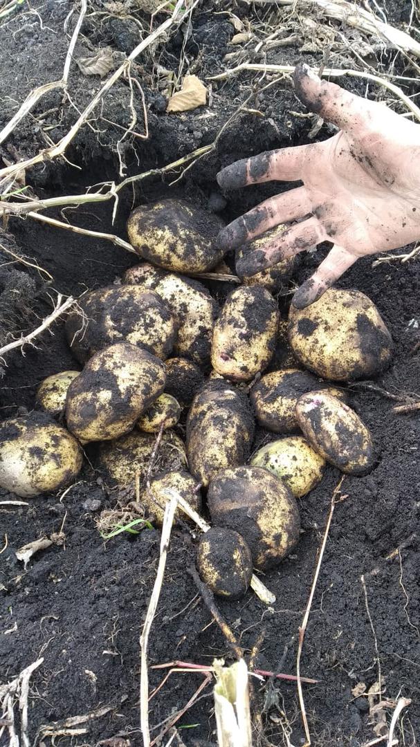 Variedad Unica Bulto De 50Kg