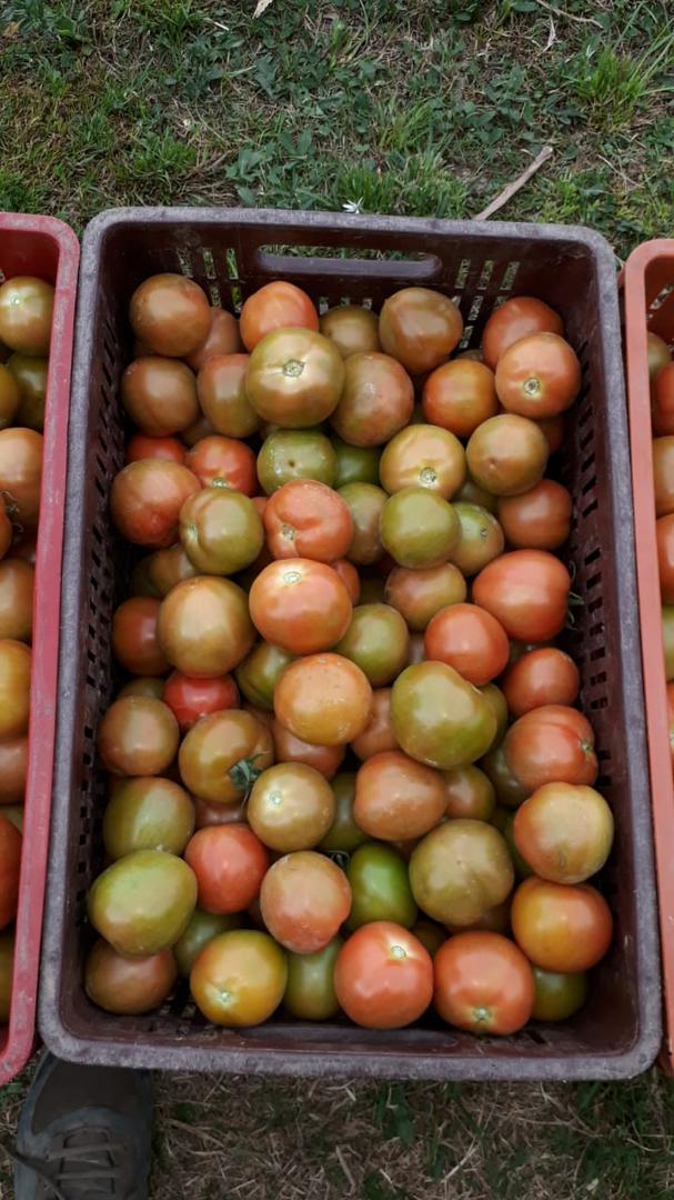 Tomate Chonto
