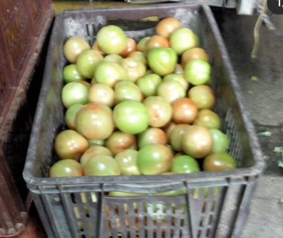 Tomate Chonto De Invernadero