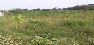 Yuca Dulce