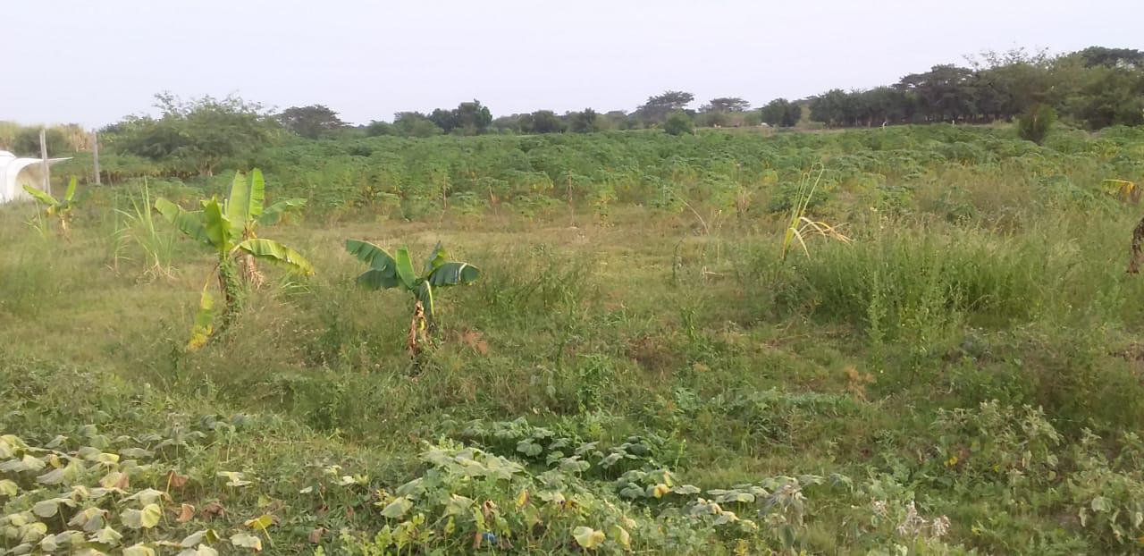 Yuca Dulce