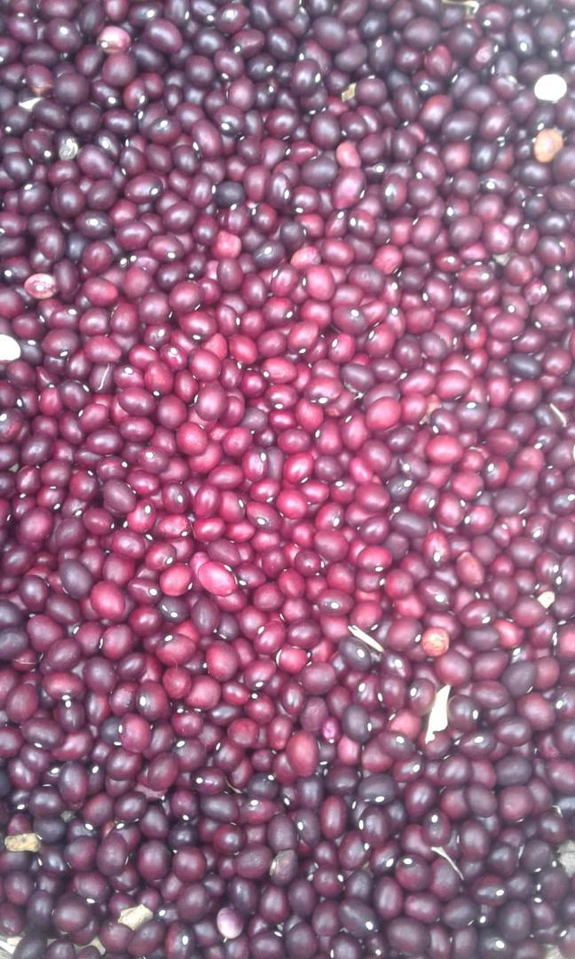 Frijol Bola Roja Rondon