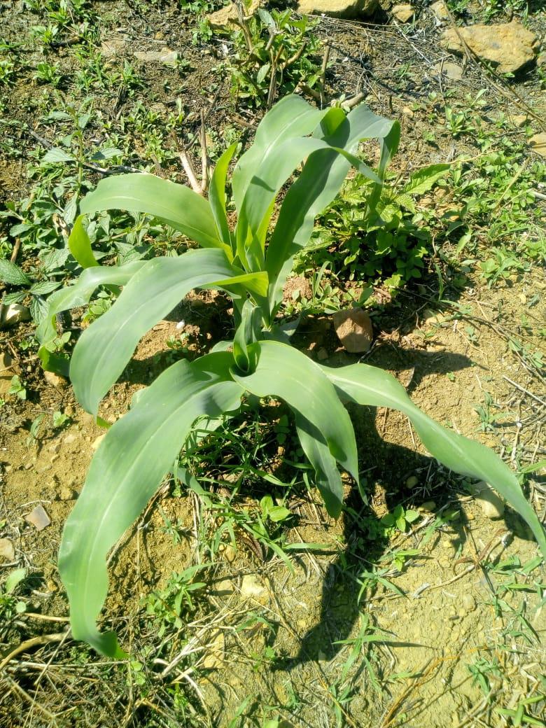 Maiz Variedad Malaga