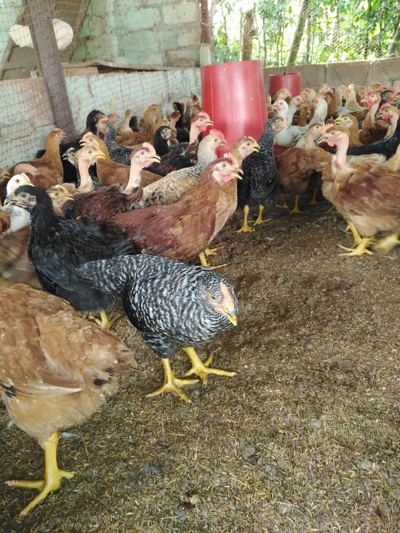 Pollos Criollos 100 Criollos