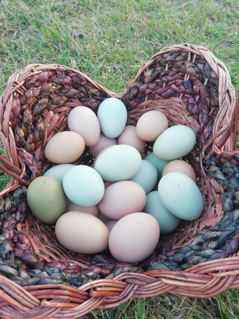 Huevos Criollos