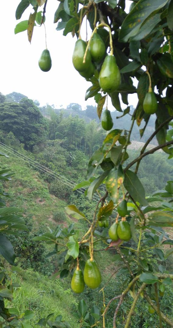 Aguacate Lorena