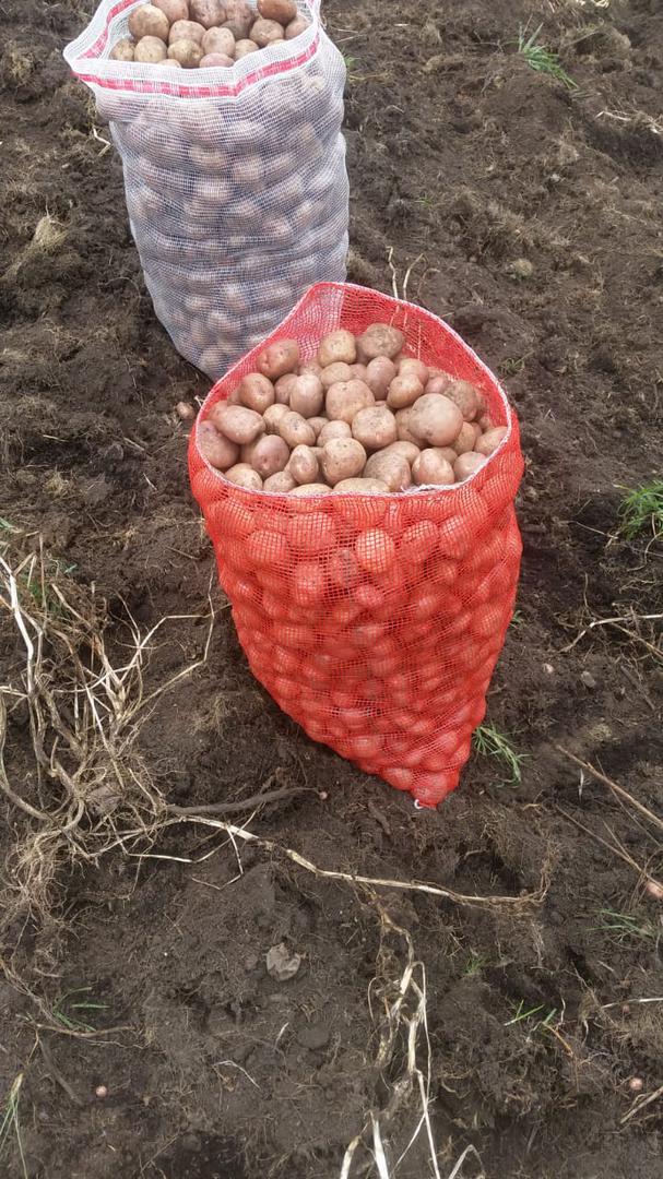 Papa Pastusa Bulto