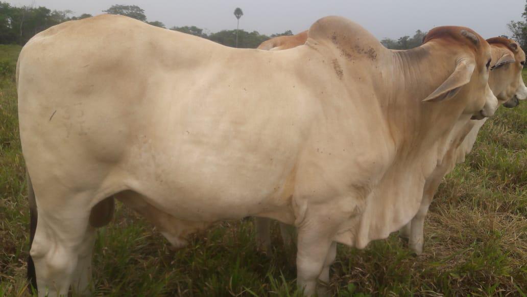 Bovino Cebado En Pie De 500 Kg