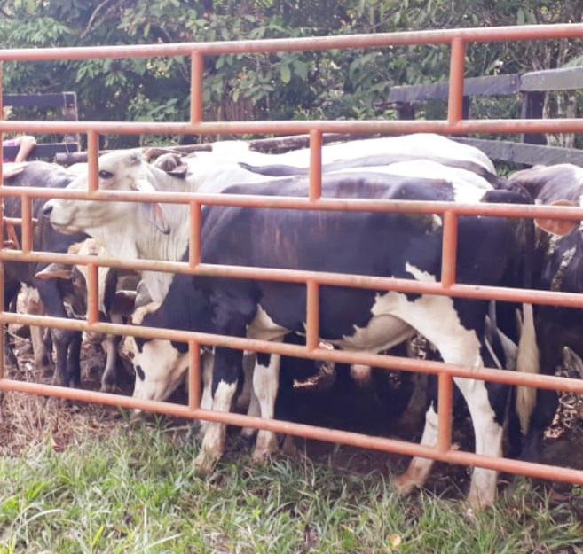 Bovino Cebado En Pie De 500 Kg