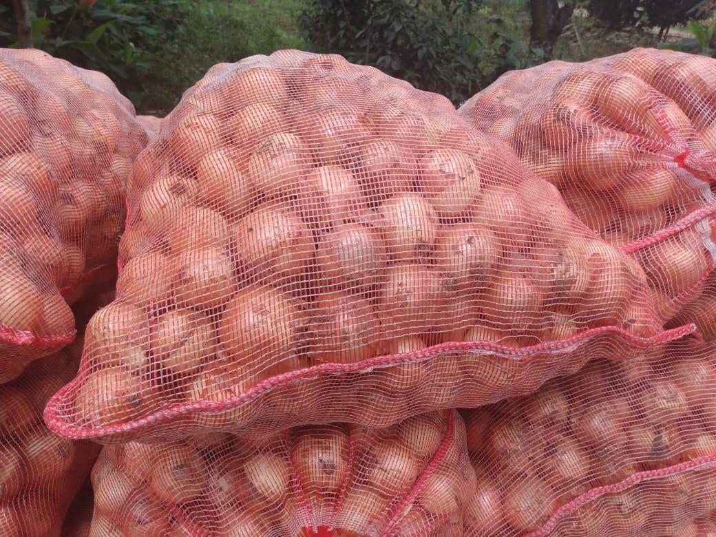Cebolla Cabezona