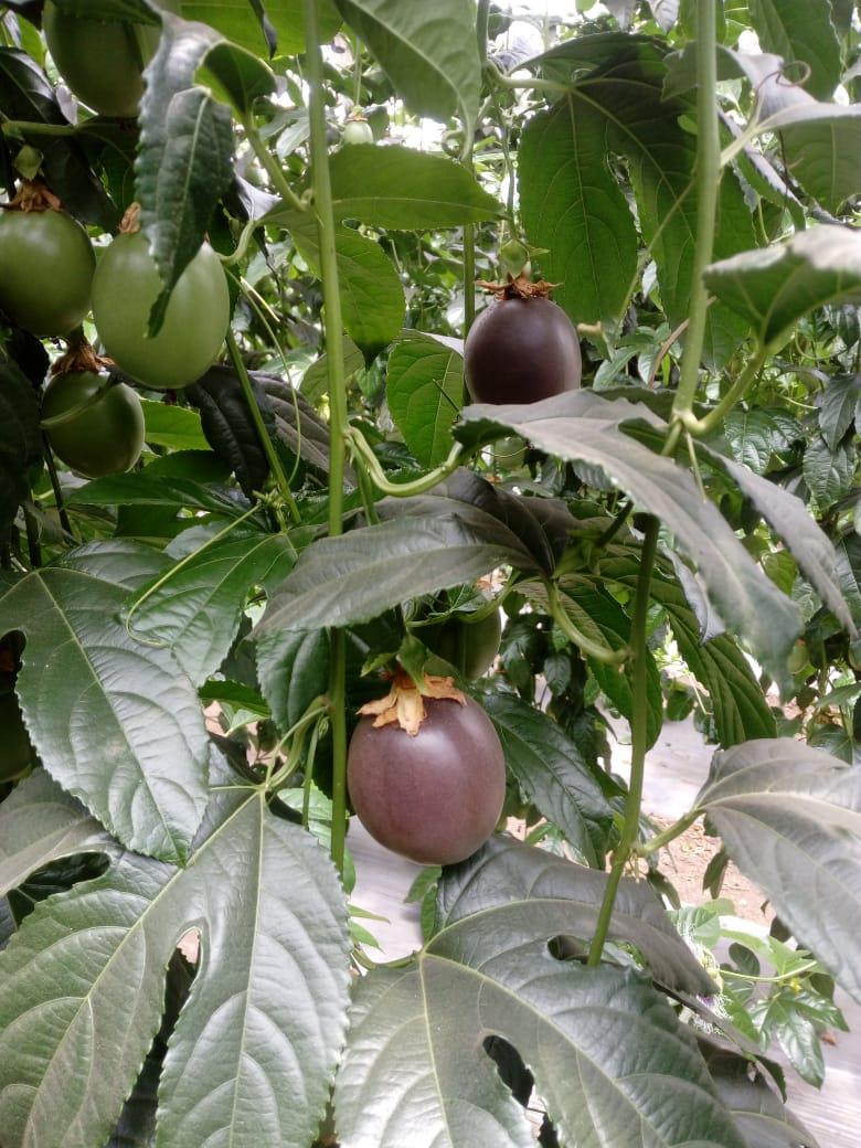 Gulupa
