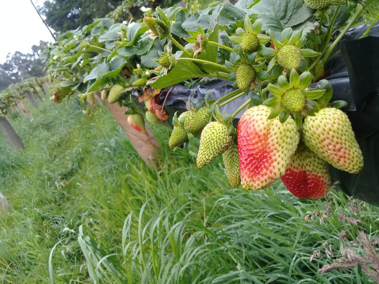 Fresas