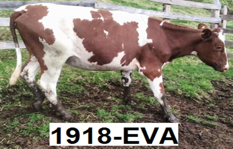 Se Venden Novillas Y Terneras