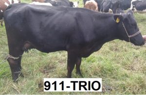 Se Venden Novillas Y Terneras