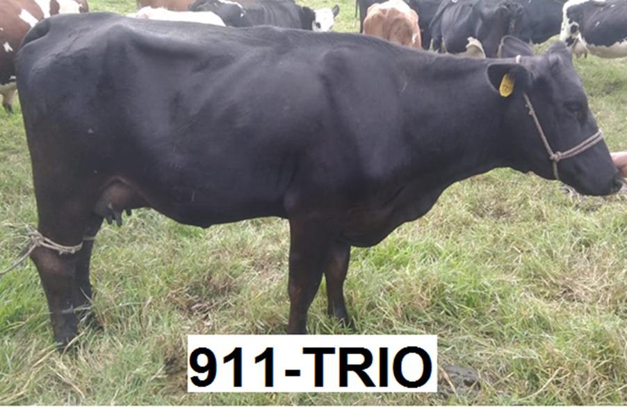 Se Venden Novillas Y Terneras