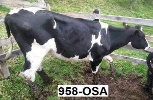 Se Venden Novillas Y Terneras