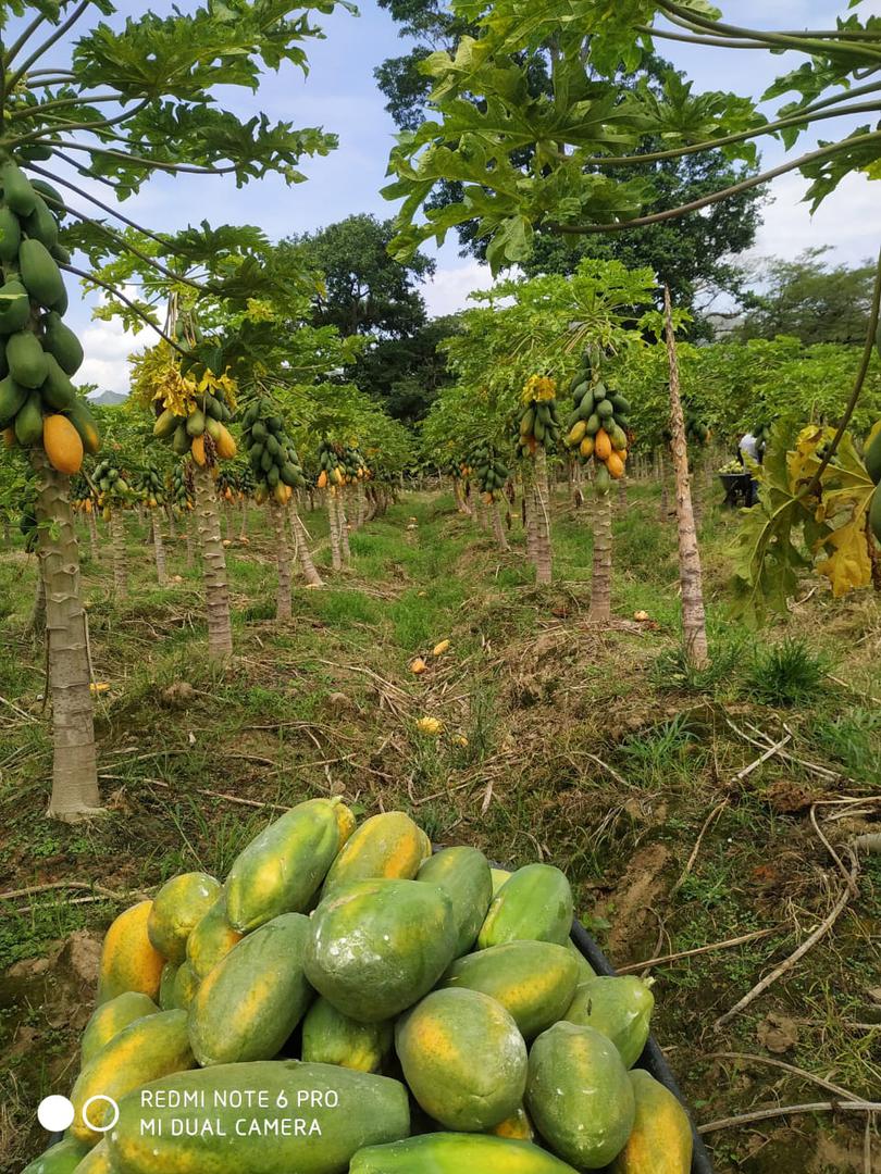 Papaya