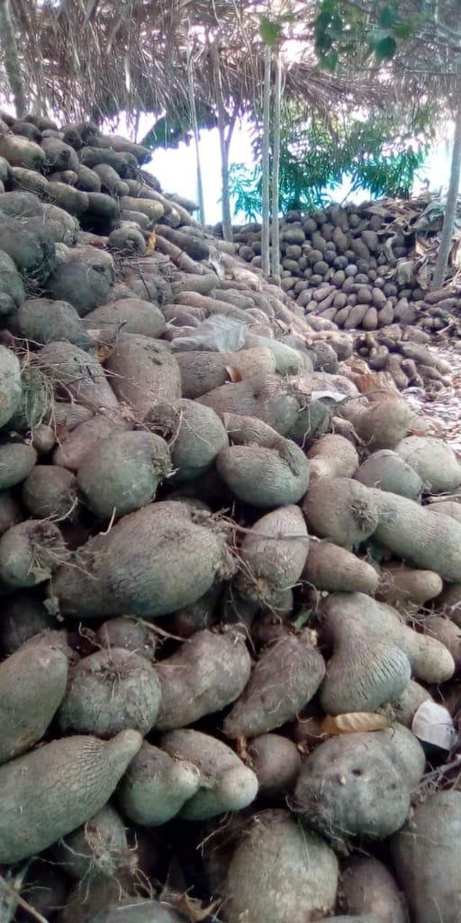 Name De Varias Variedades