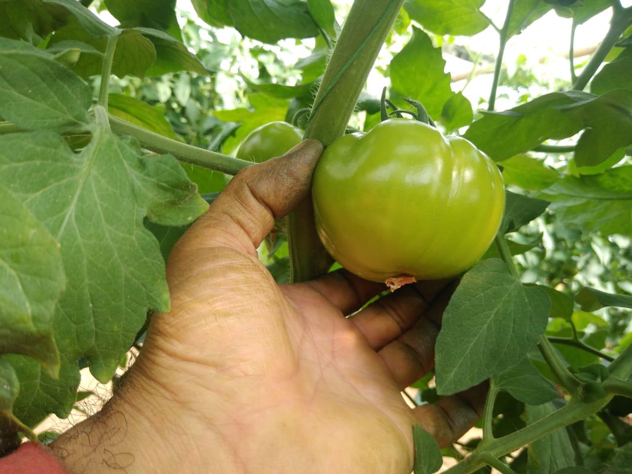 Tomate De Mesa