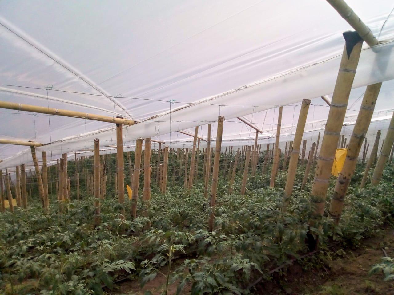 Tomate