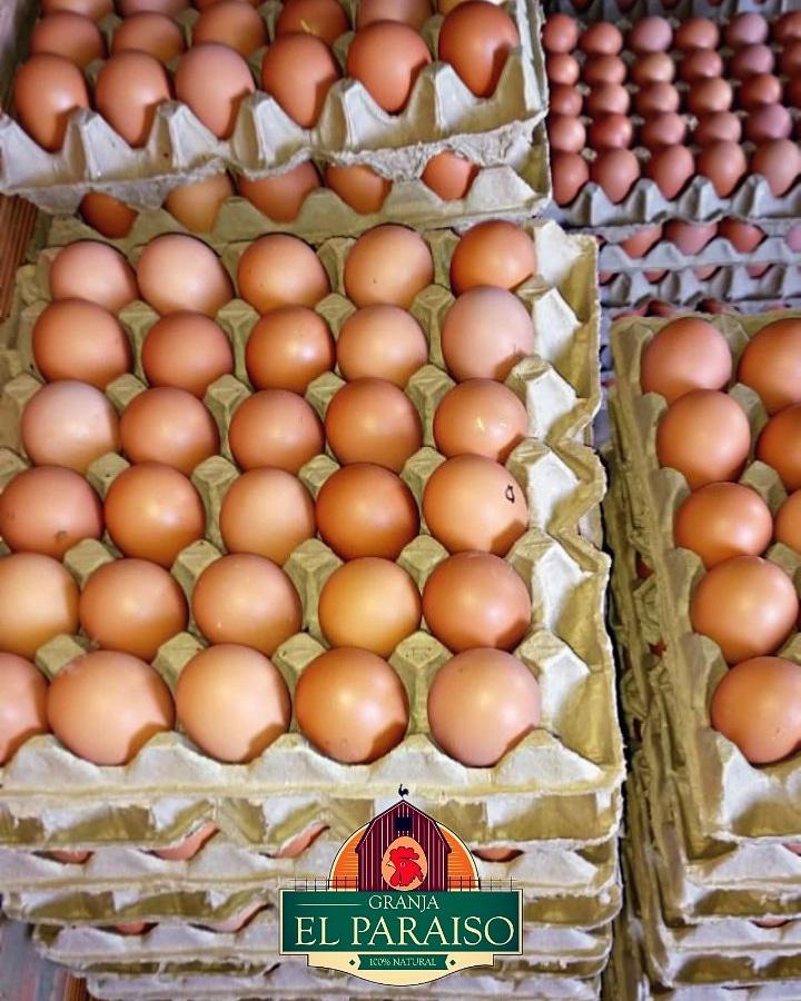 Huevos Frescos