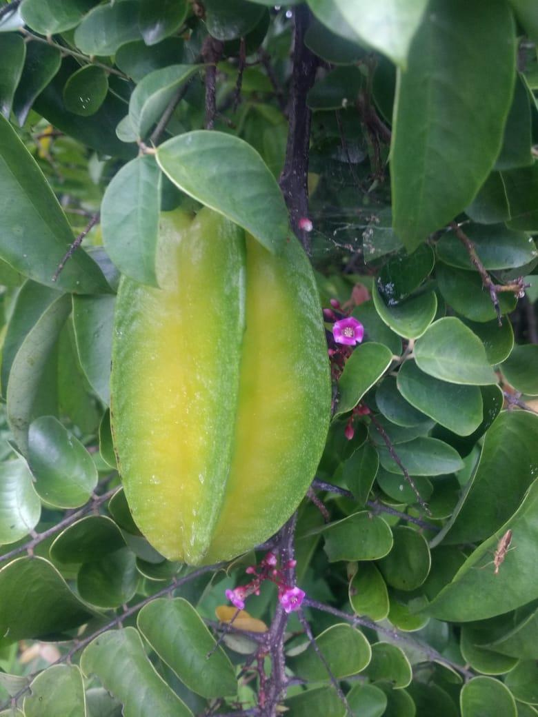 Carambola Icambola
