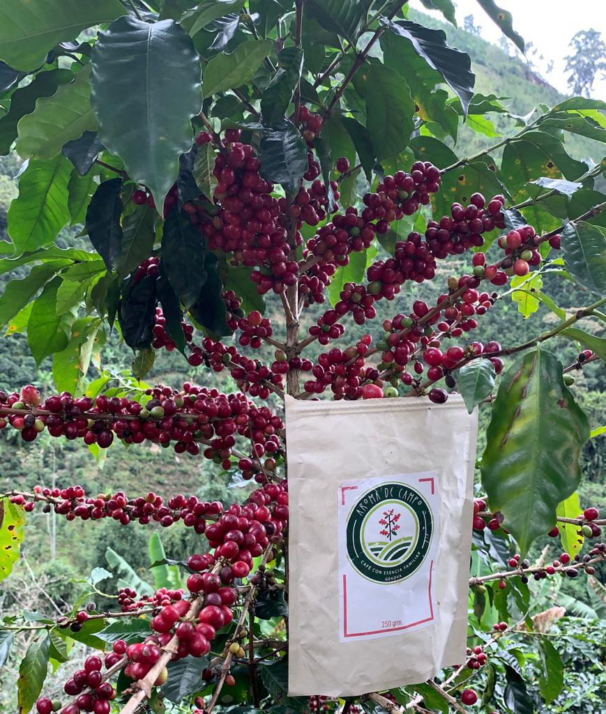 Aroma De Campo