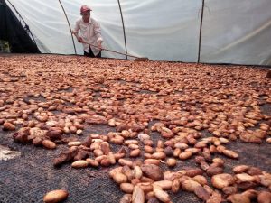 Cacao En Grano Seco