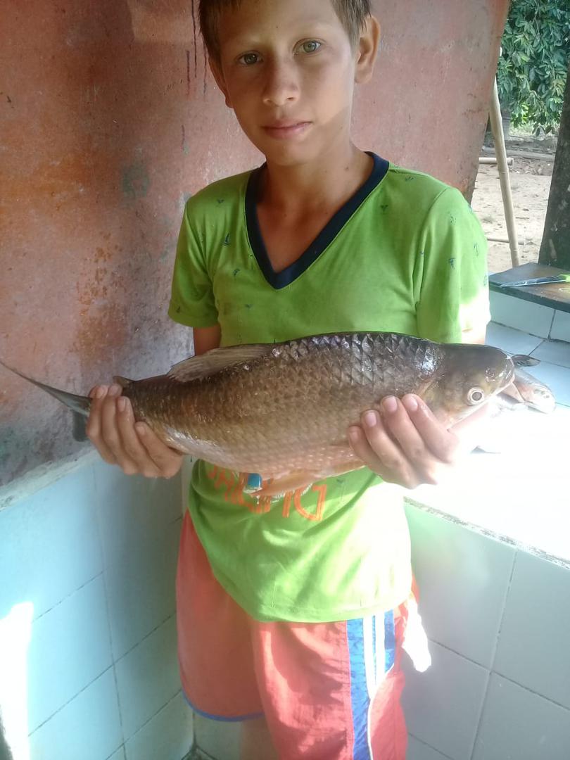 Bocachico