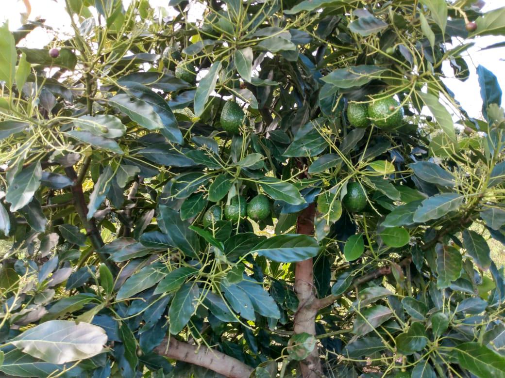 Aguacate Hass