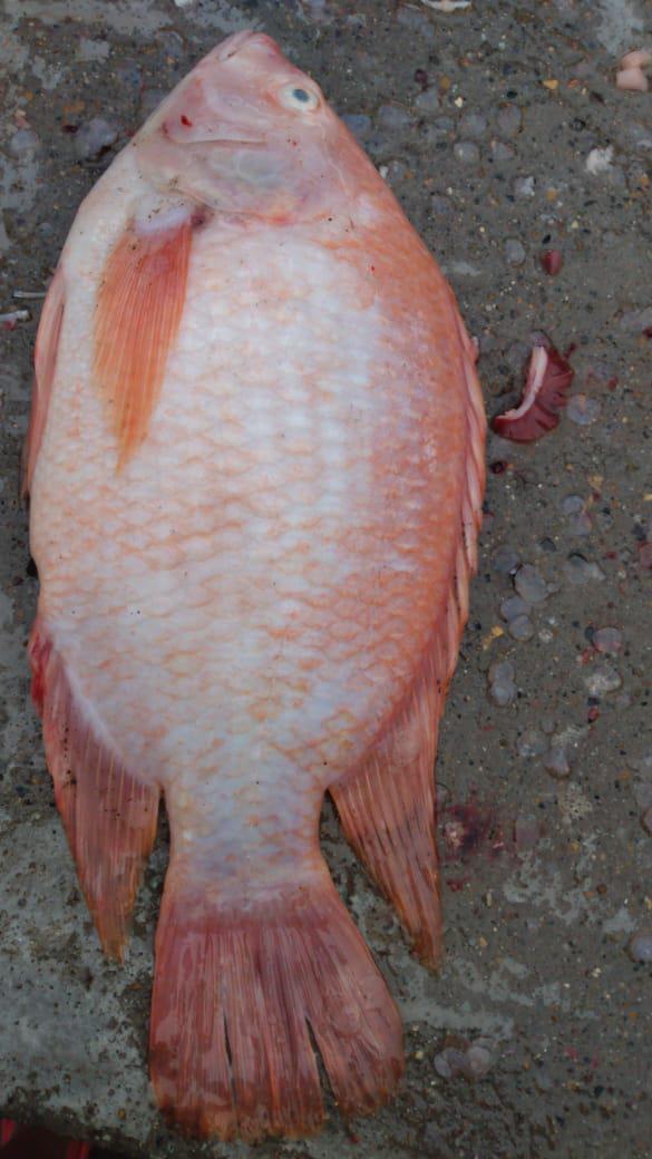Mojarra Roja