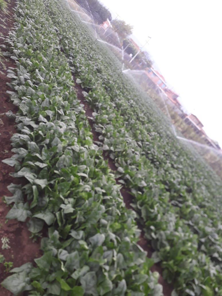 Espinaca