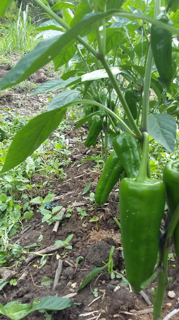 Pimenton Variedad Patricio