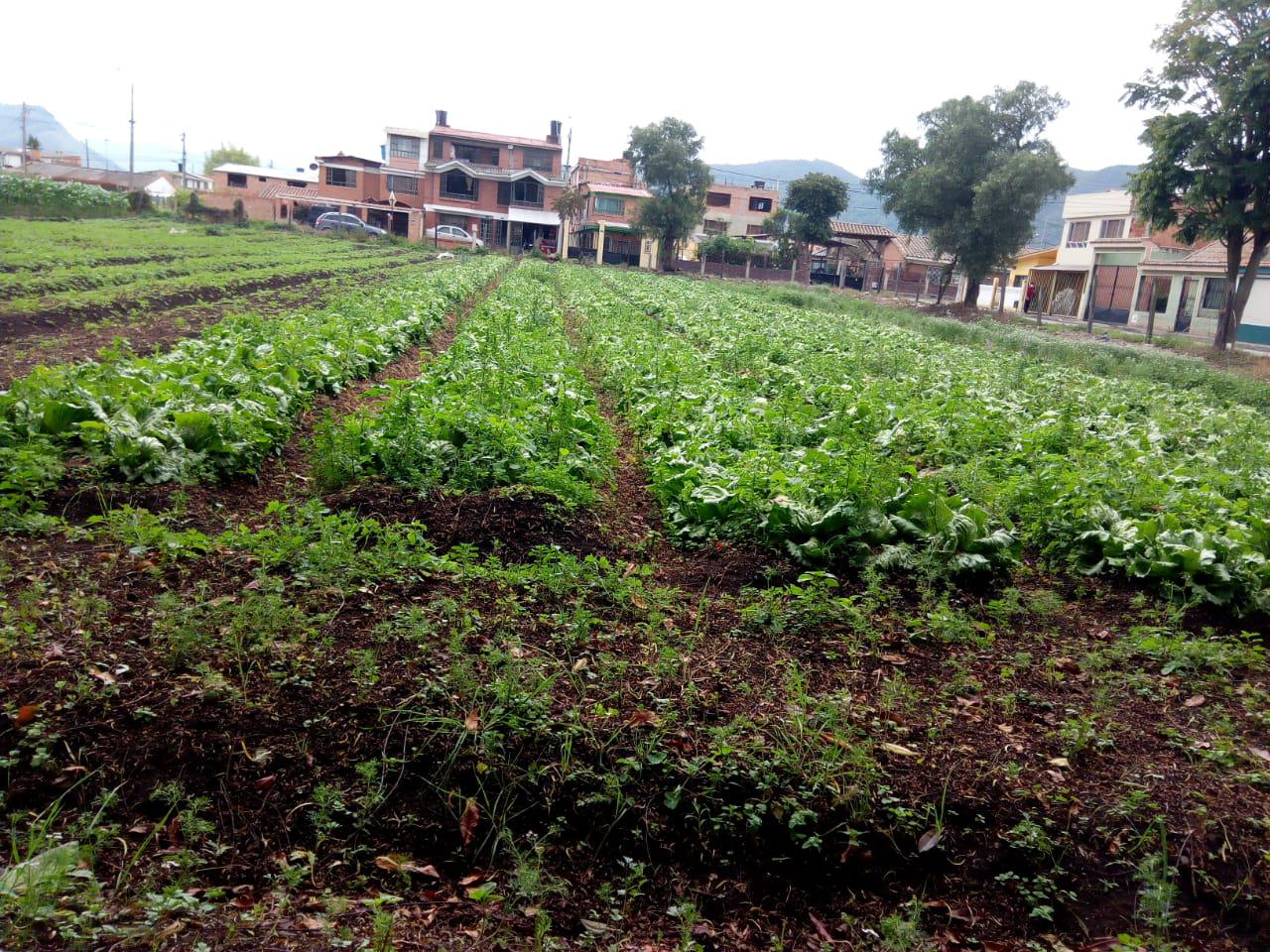 Lechuga Batavia