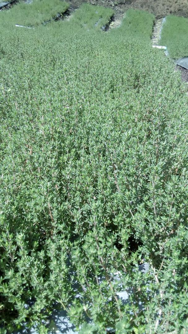 Tomillo Por Kilo Cultivado Semiorganico