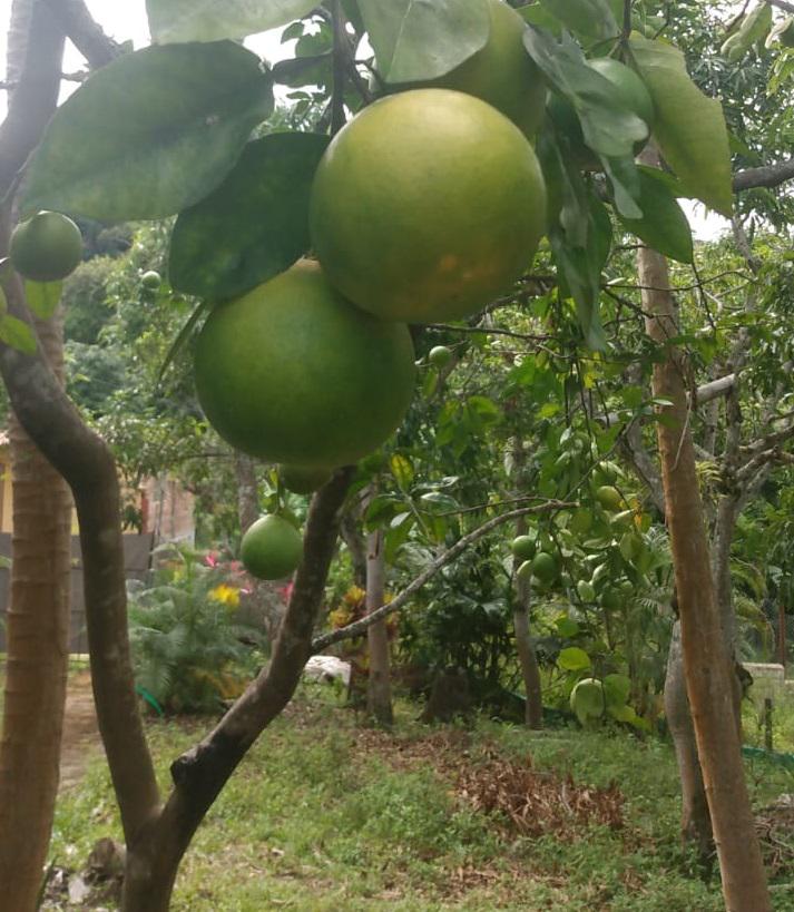 Naranja Variedad Comun