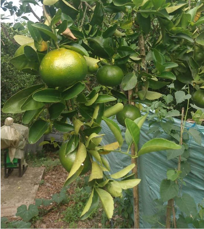 Mandarina De Variedad Arrayana