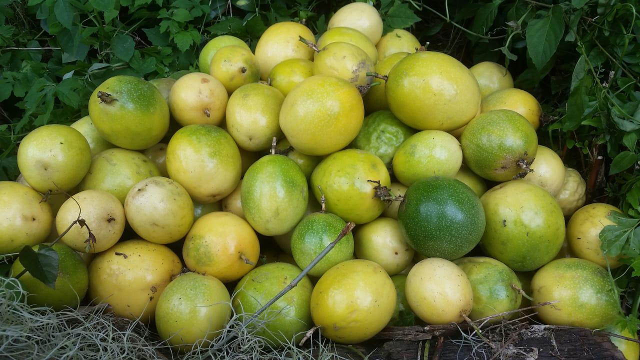 Maracuya