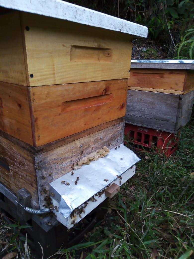 Polen De Apis Mellifera
