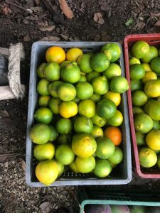 Naranja Tangelo
