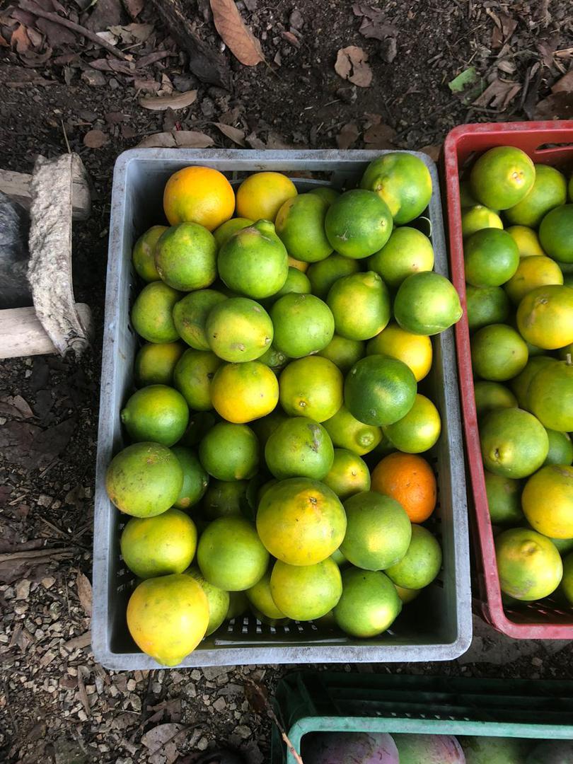 Naranja Tangelo